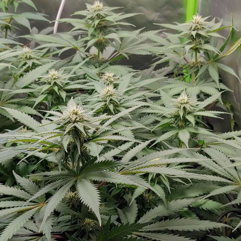 OG Kush growlog timeline photo