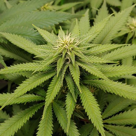 OG Kush growlog timeline photo