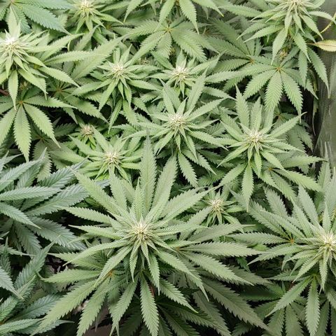 OG Kush growlog timeline photo