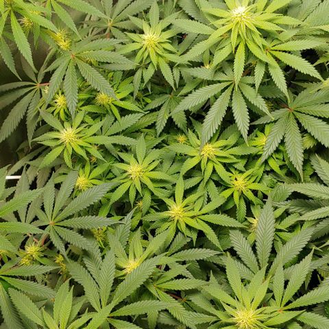 Special Queen #1 growlog timeline photo