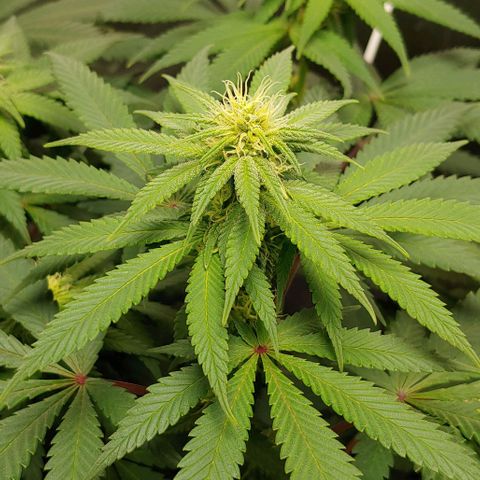 Special Queen #1 growlog timeline photo