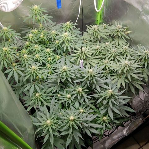 OG Kush growlog timeline photo