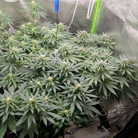 OG Kush growlog timeline photo