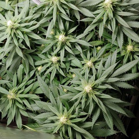 Northern Lights growlog timeline photo