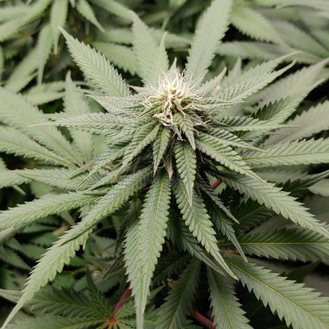 OG Kush growlog timeline photo