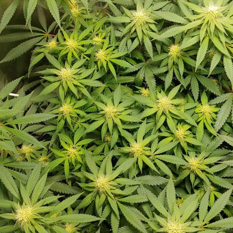 Special Queen #1 growlog timeline photo