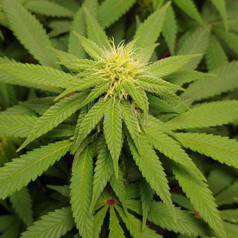 Special Queen #1 growlog timeline photo