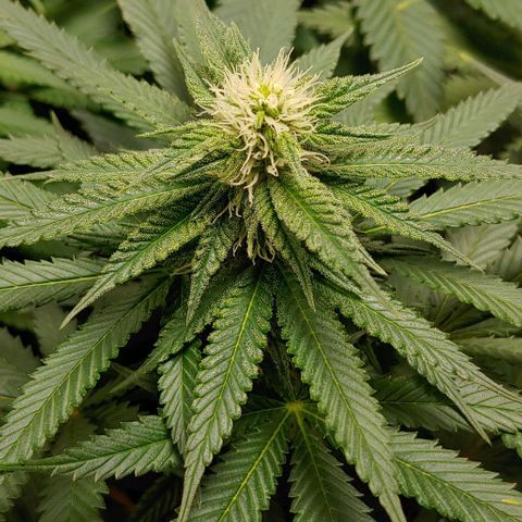 Northern Lights growlog timeline photo