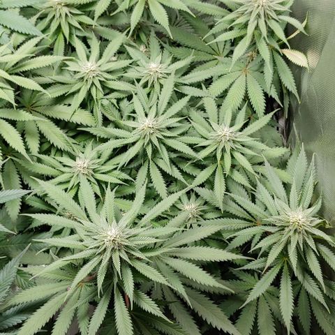 OG Kush growlog timeline photo