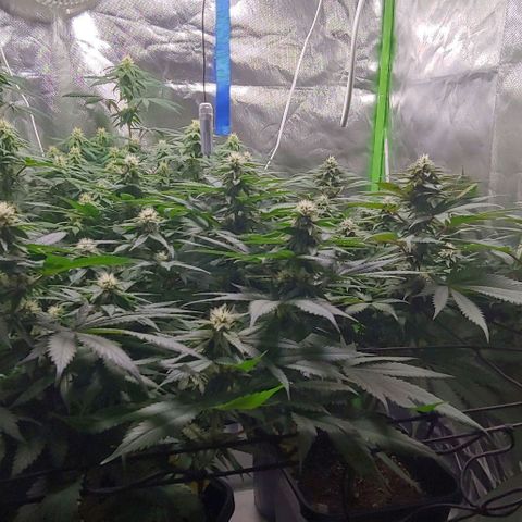 OG Kush growlog timeline photo