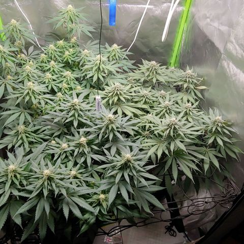 OG Kush growlog timeline photo