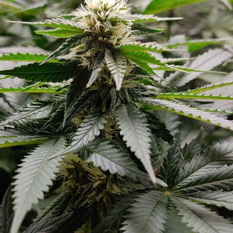 Northern Lights growlog timeline photo