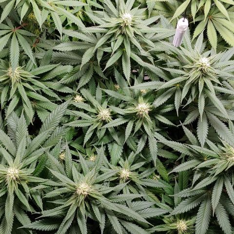 Northern Lights growlog timeline photo