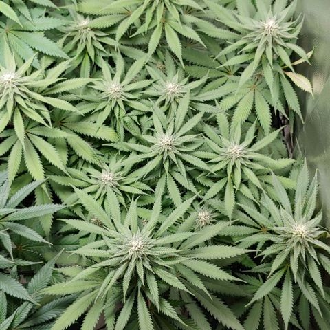 OG Kush growlog timeline photo