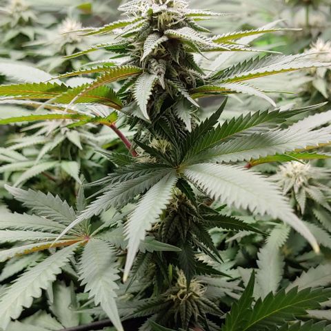 OG Kush growlog timeline photo