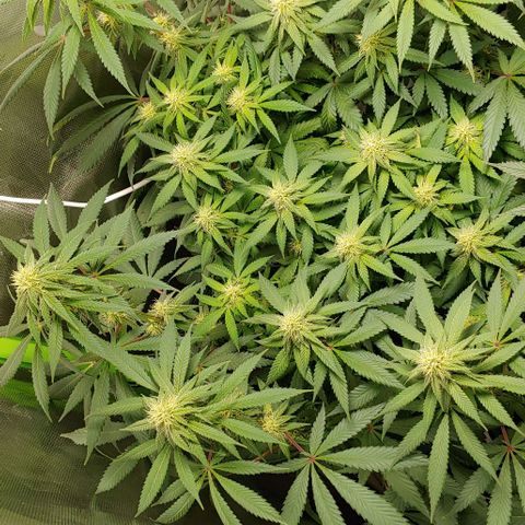 Special Queen #1 growlog timeline photo