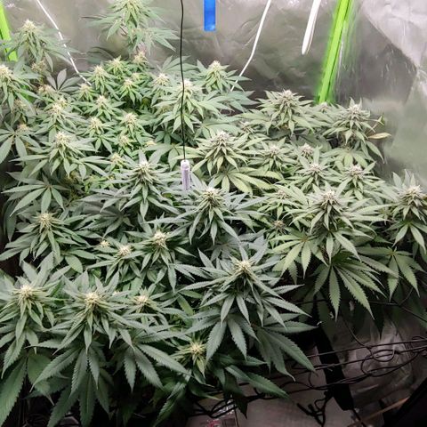 OG Kush growlog timeline photo