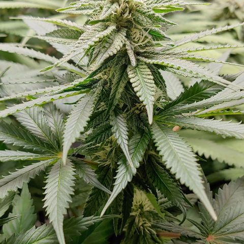 Northern Lights growlog timeline photo