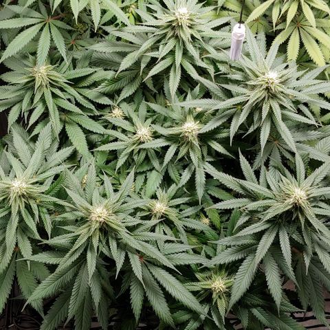 Northern Lights growlog timeline photo