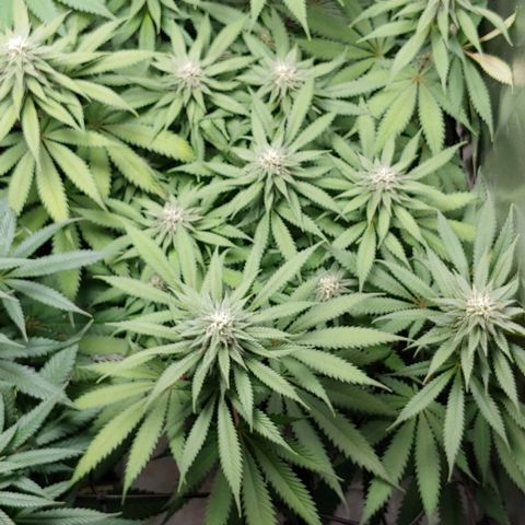 OG Kush growlog timeline photo