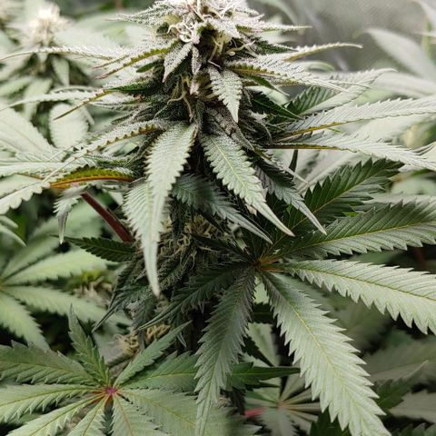 OG Kush growlog timeline photo