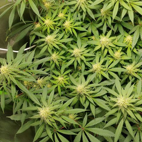 Special Queen #1 growlog timeline photo