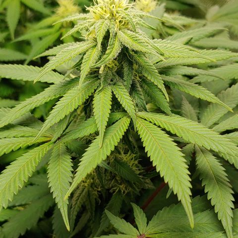 Special Queen #1 growlog timeline photo