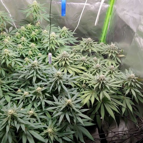 OG Kush growlog timeline photo