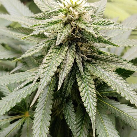 Northern Lights growlog timeline photo