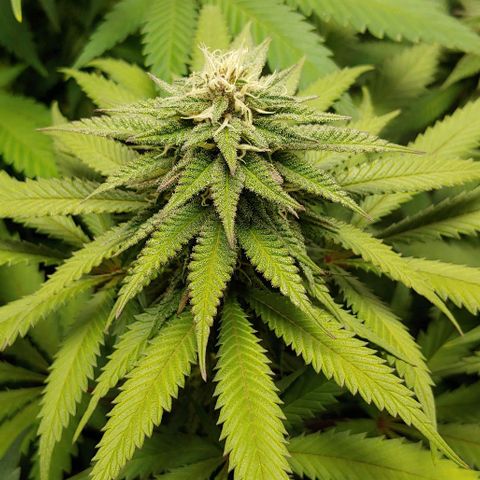 OG Kush growlog timeline photo