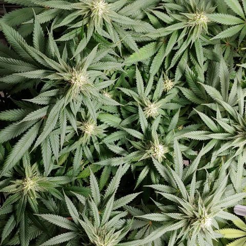 Northern Lights growlog timeline photo