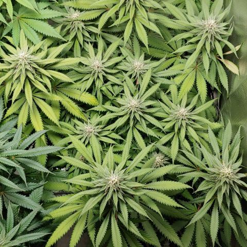 OG Kush growlog timeline photo