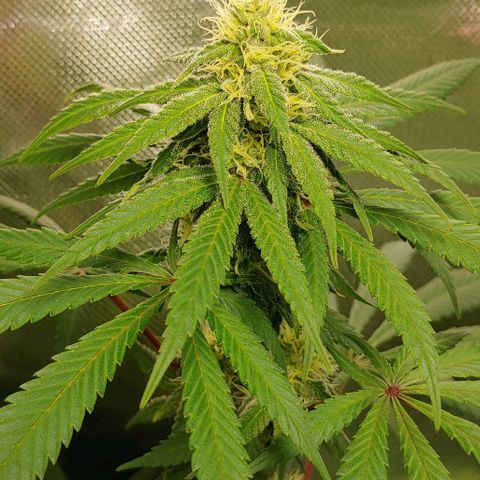 Special Queen #1 growlog timeline photo