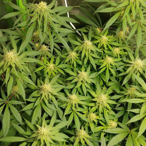 Special Queen #1 growlog timeline photo