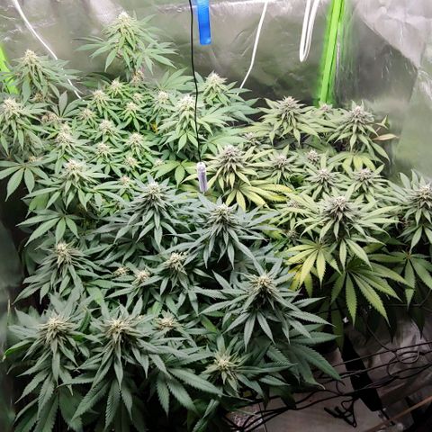 OG Kush growlog timeline photo