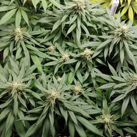 Northern Lights growlog timeline photo