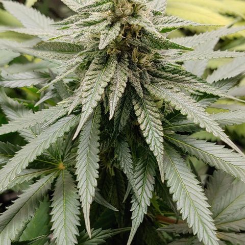 Northern Lights growlog timeline photo