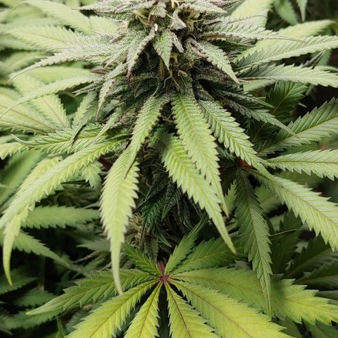 OG Kush growlog timeline photo