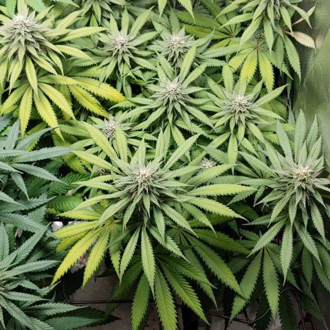 OG Kush growlog timeline photo