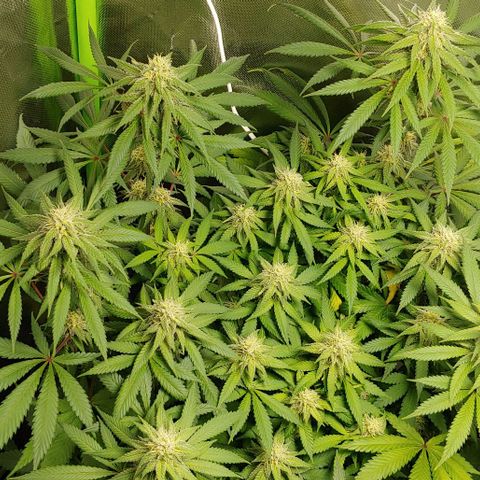 Special Queen #1 growlog timeline photo