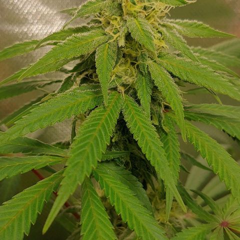 Special Queen #1 growlog timeline photo