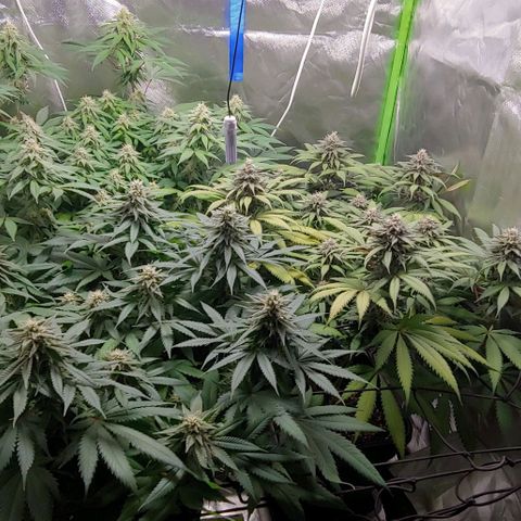 OG Kush growlog timeline photo