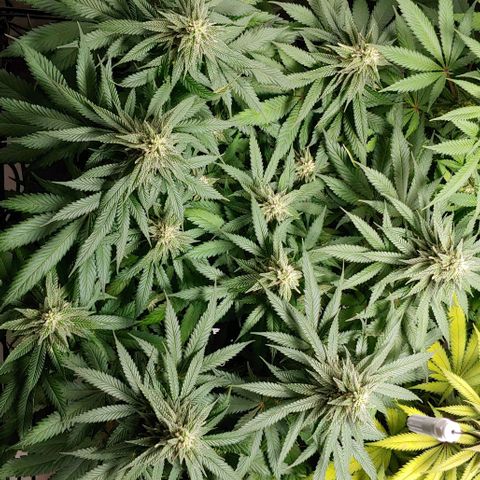 Northern Lights growlog timeline photo
