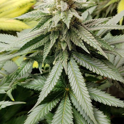 Northern Lights growlog timeline photo
