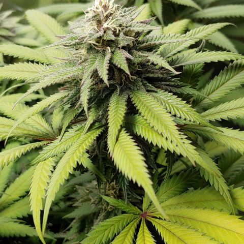 OG Kush growlog timeline photo