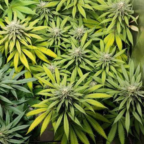 OG Kush growlog timeline photo