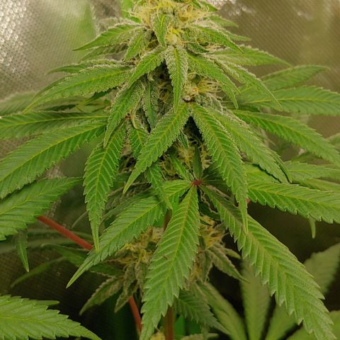 Special Queen #1 growlog timeline photo