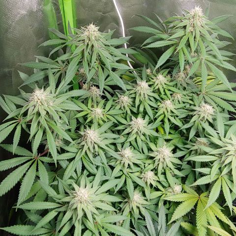 Special Queen #1 growlog timeline photo