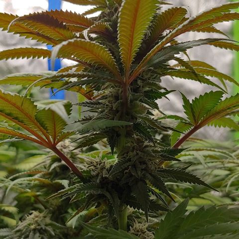 OG Kush growlog timeline photo