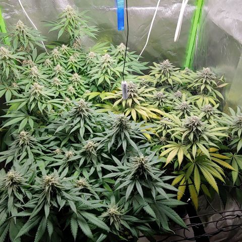 OG Kush growlog timeline photo